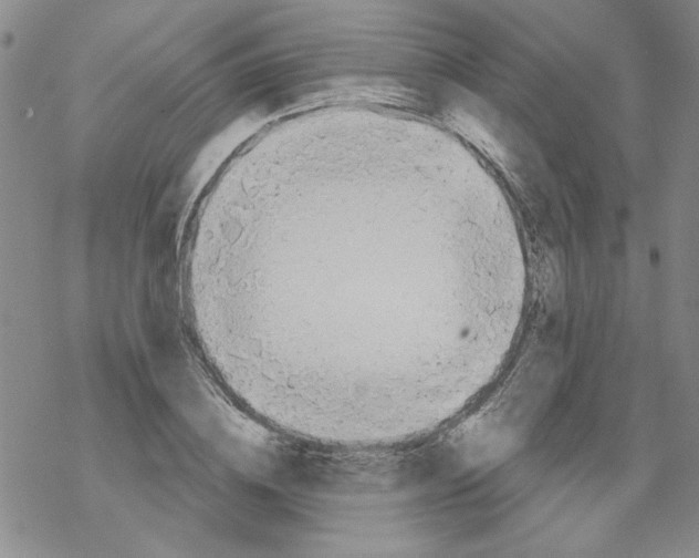 X0000067920836200605112006