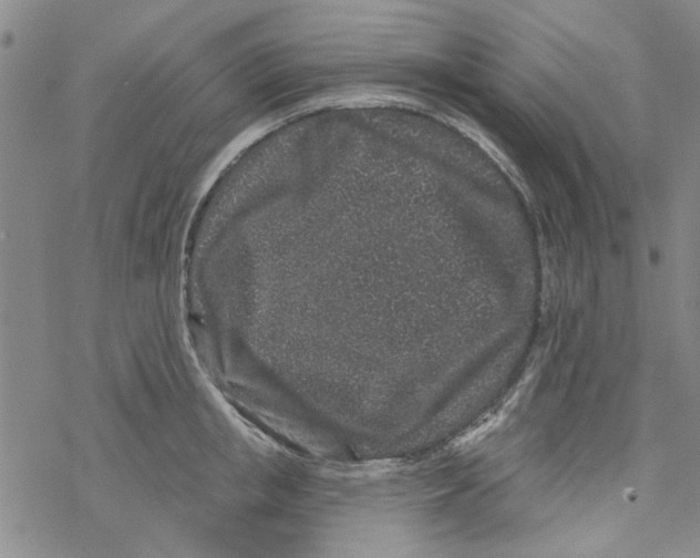 X0000067920853200605112006