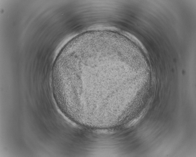 X0000067920855200605112006