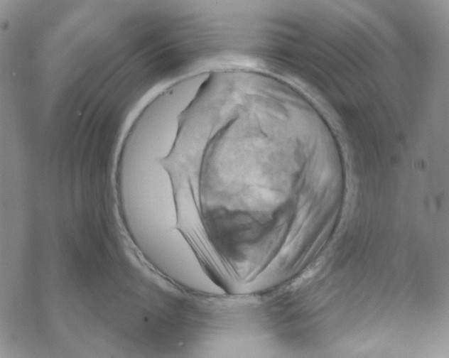 X0000067920864200605112007