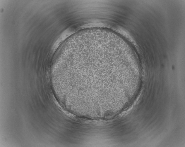 X0000067920937200605112005