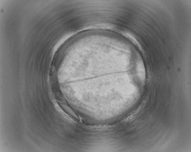 X0000067920952200605112005