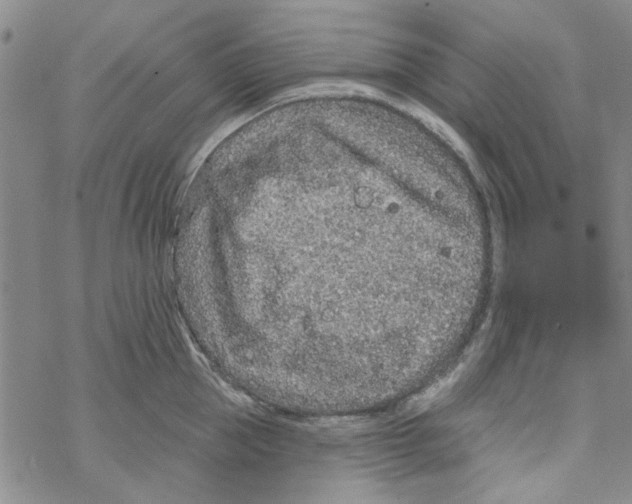 X0000067920953200605112005