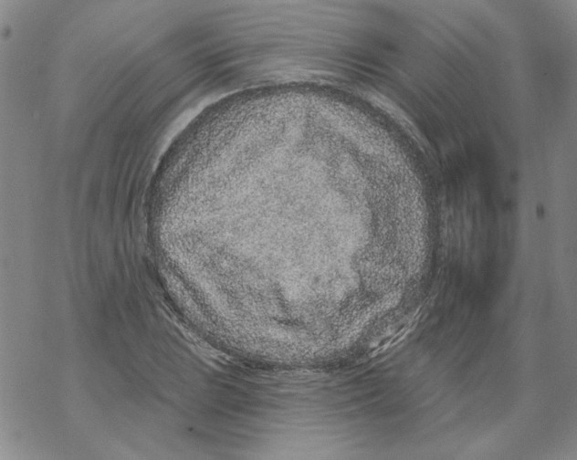 X0000067921023200605112003