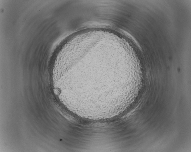 X0000067921027200605112003