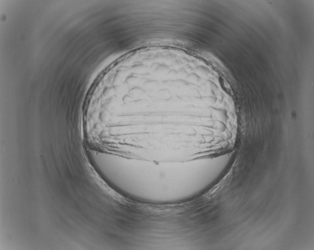 X0000067921036200605112003