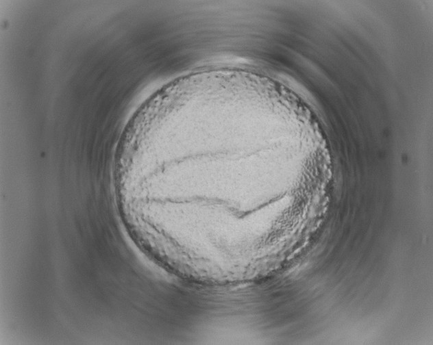 X0000067921055200605112003