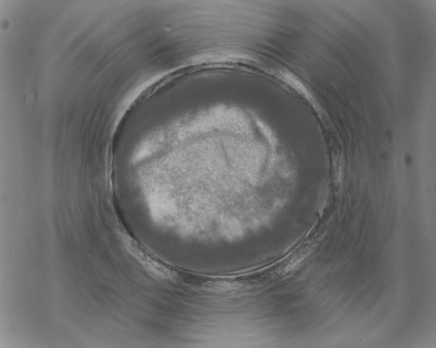 X0000067921124200605112001