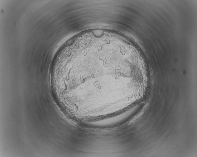 X0000067921125200605112001