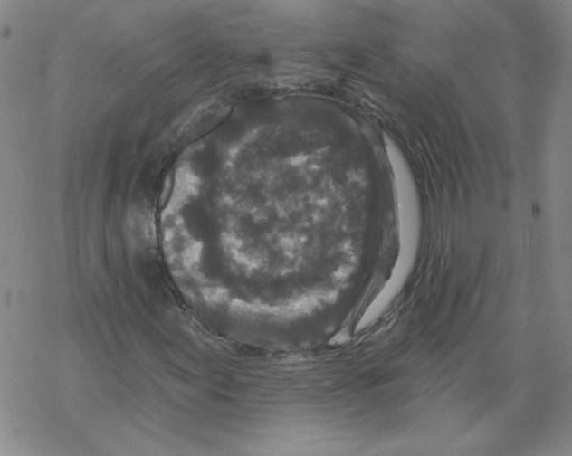 X0000067921155200605112001