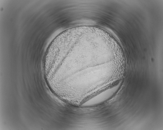 X0000067921243200605112000