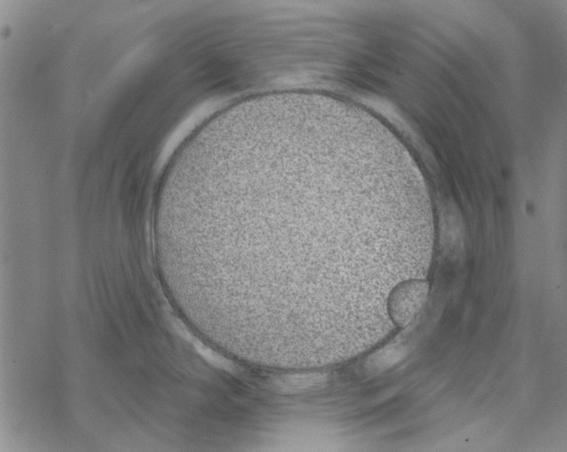 X0000067921294200605111959