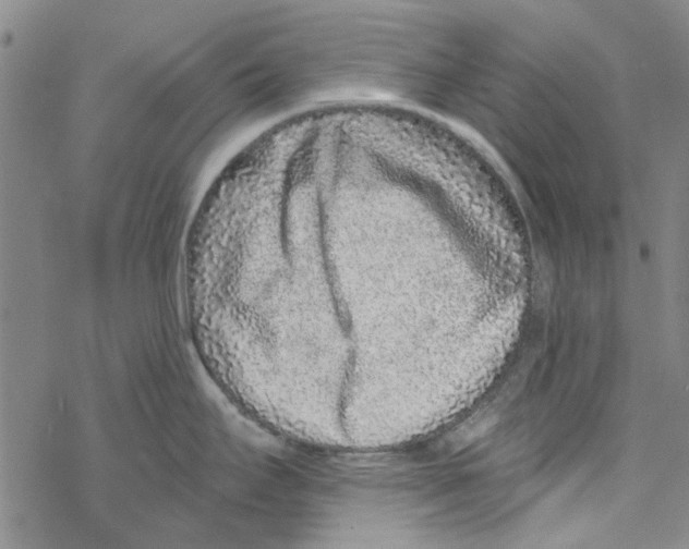 X0000067921295200605111959