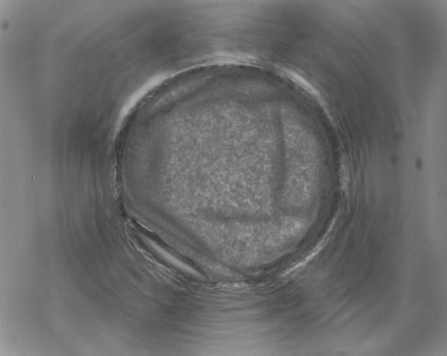 X0000067921310200605111958