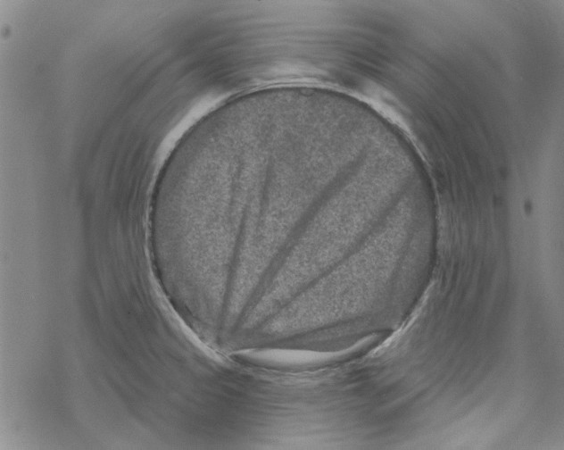 X0000067921333200605111958