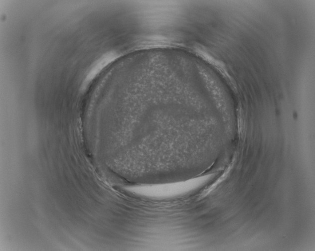 X0000067921453200605111956