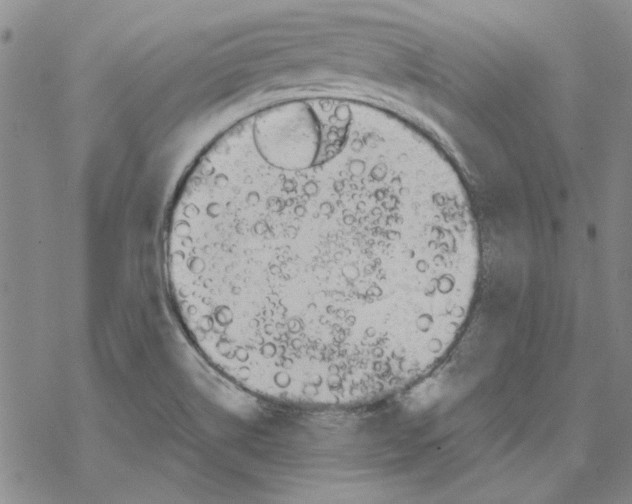 X0000067921514200605111955