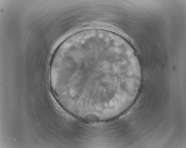 X0000067921522200605111955