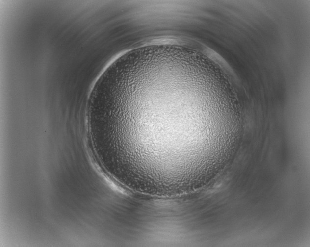 X0000067930852200604131421