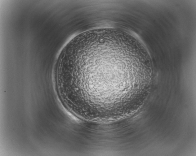 X0000067931243200604131414