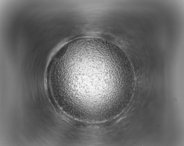 X0000067930294200604171442
