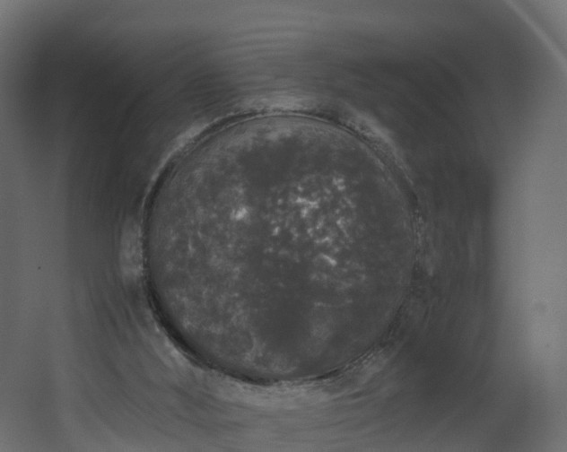 X0000067930012200604201508