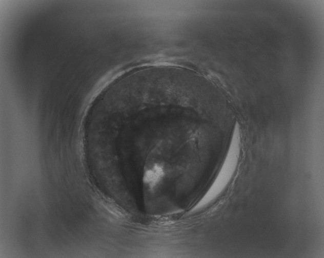 X0000067930295200604201503