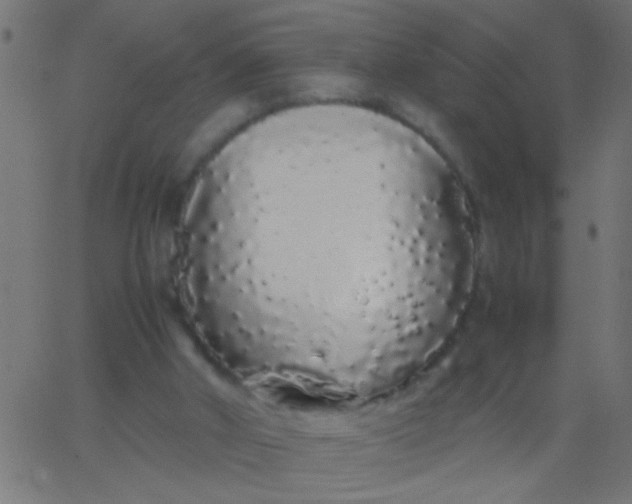 X0000067930010200604272020
