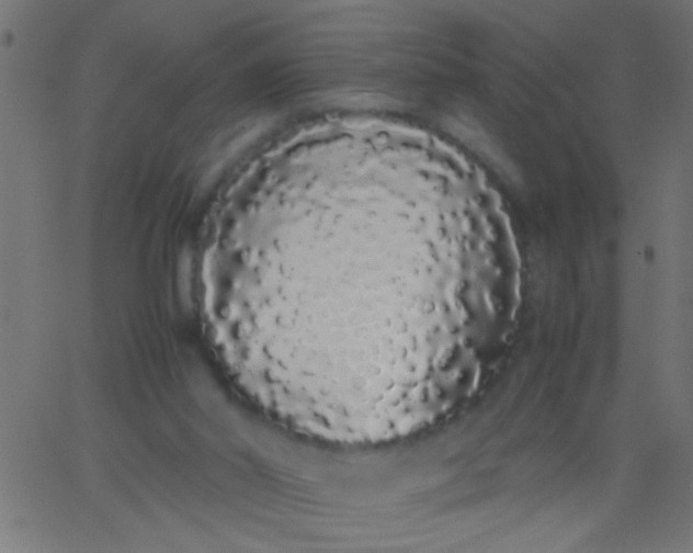 X0000067930014200604272020
