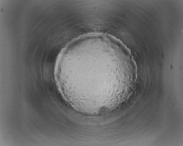X0000067930030200604272020