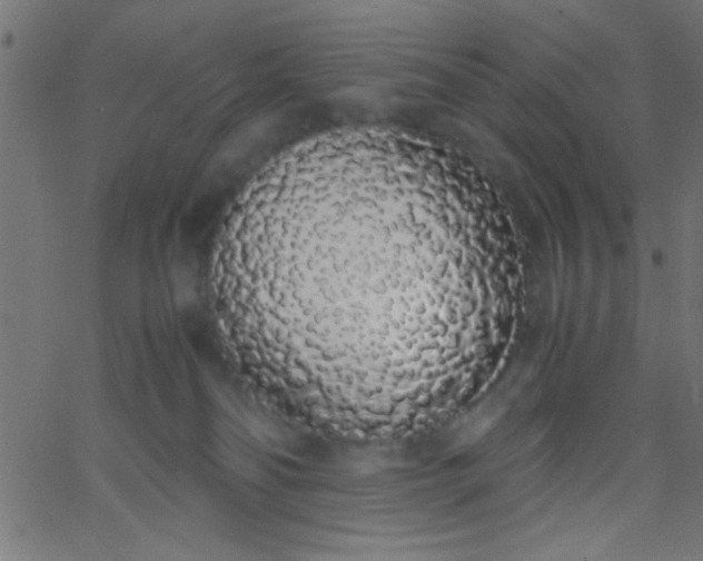 X0000067930134200604272018
