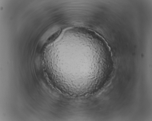 X0000067930194200604272017