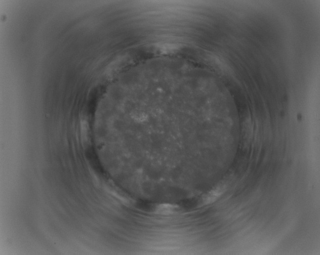 X0000067930222200604272017