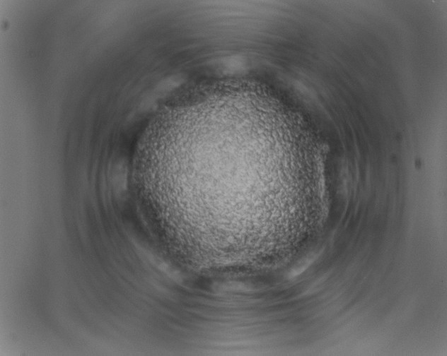 X0000067930230200604272017