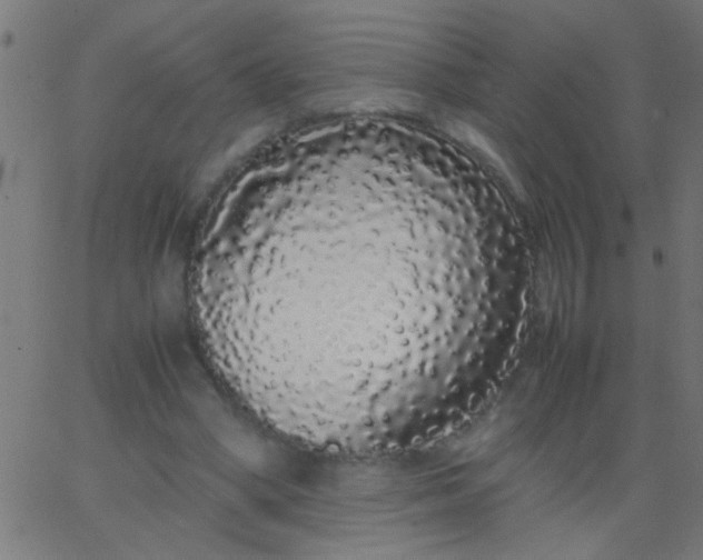 X0000067930394200604272014