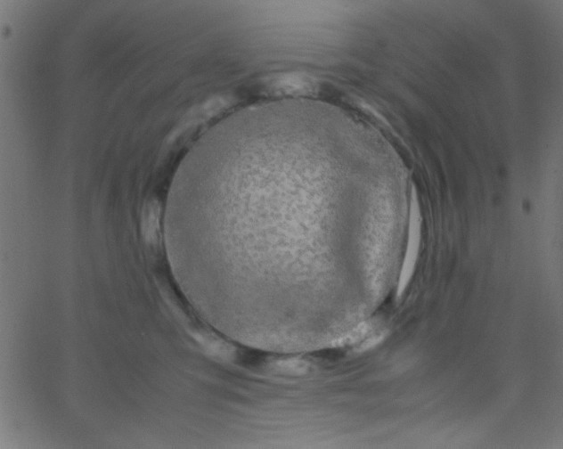 X0000067930423200604272014