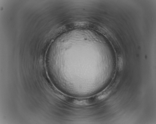 X0000067930557200604272011