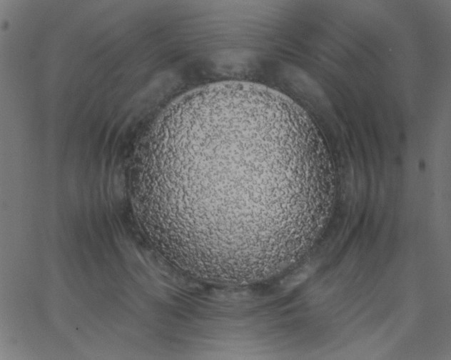 X0000067930606200604272010
