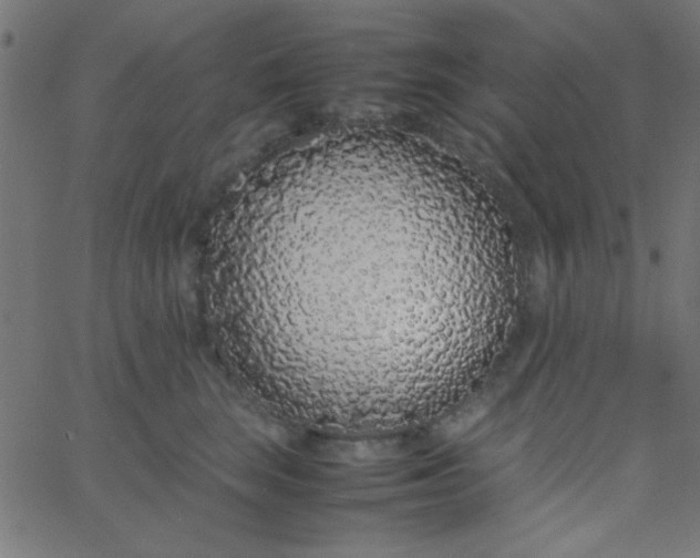 X0000067930663200604272010