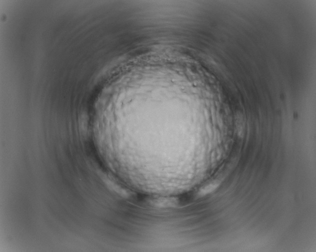X0000067930670200604272010