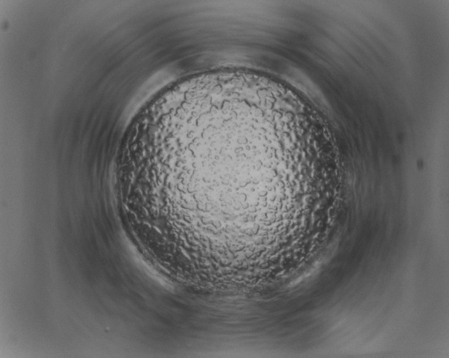 X0000067930798200604272007