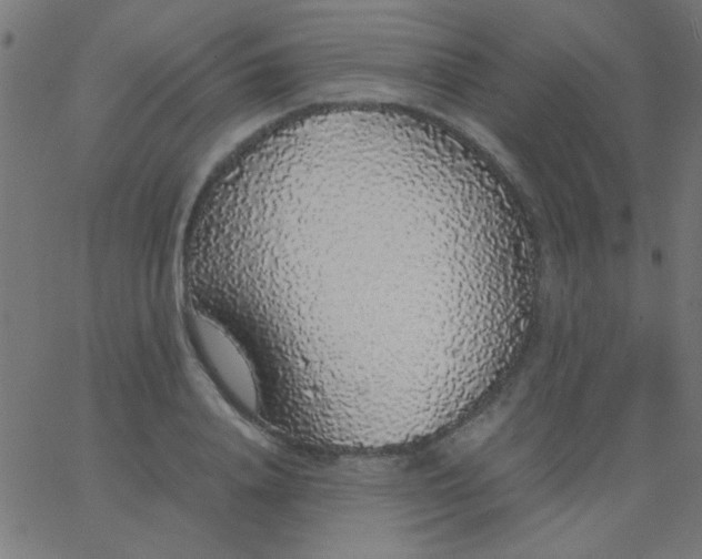 X0000067930840200604272007