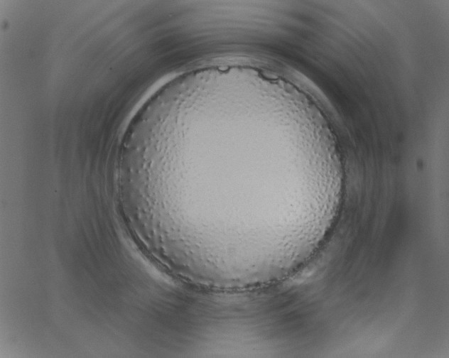 X0000067930852200604272007