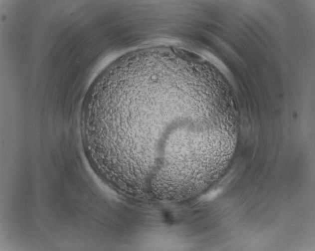 X0000067931055200604272004
