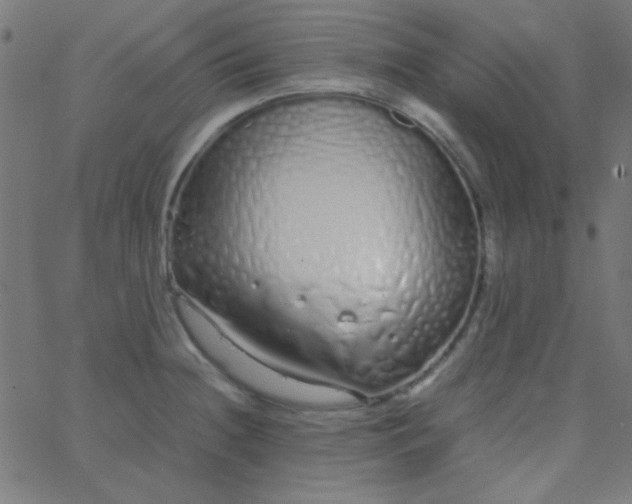 X0000067931236200604272000