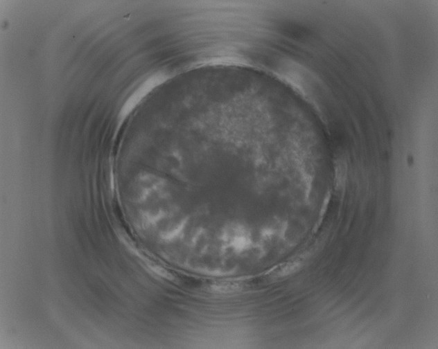 X0000067931274200604271959