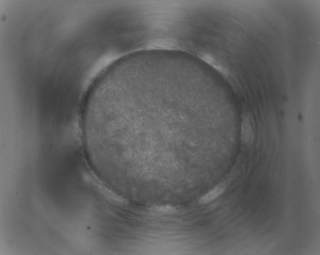 X0000067931454200604271956