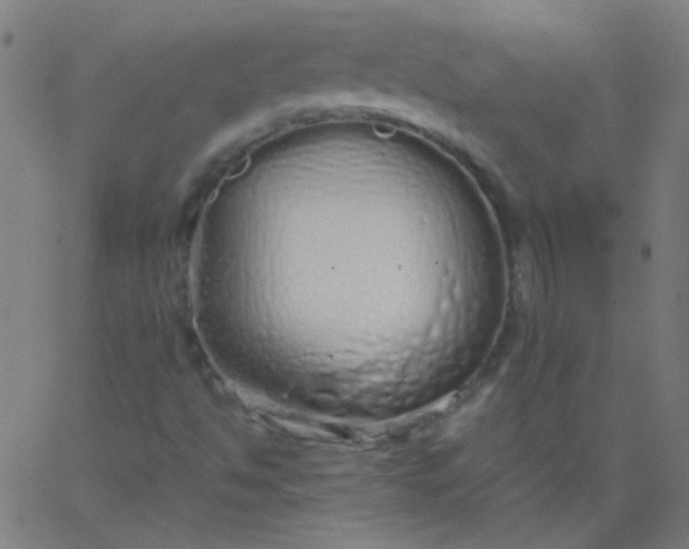 X0000067931494200604271955