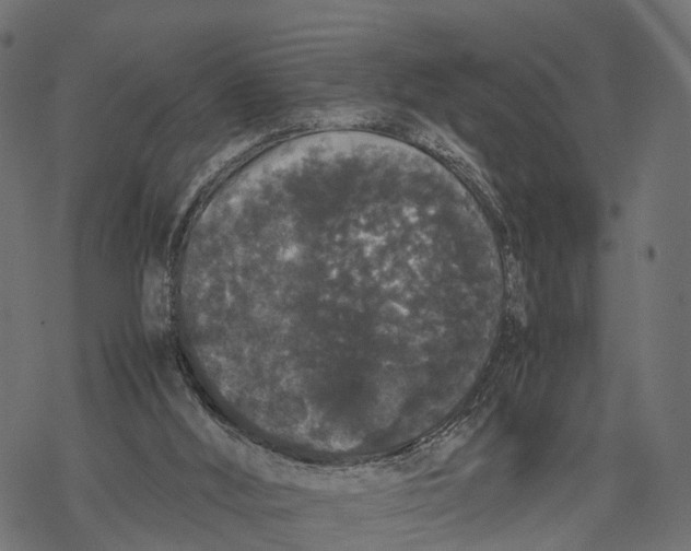 X0000067930012200605041746