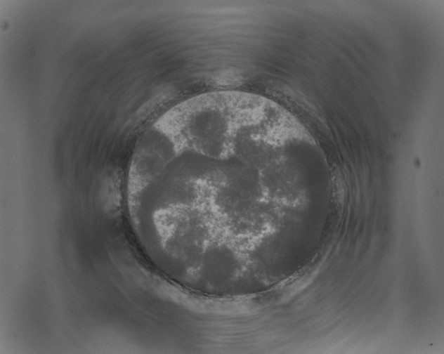 X0000067930032200605041746